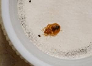 Bed bug in a glass