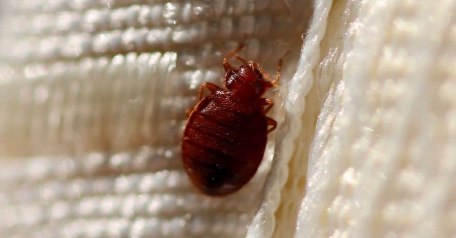 can bed bugs travel in packages
