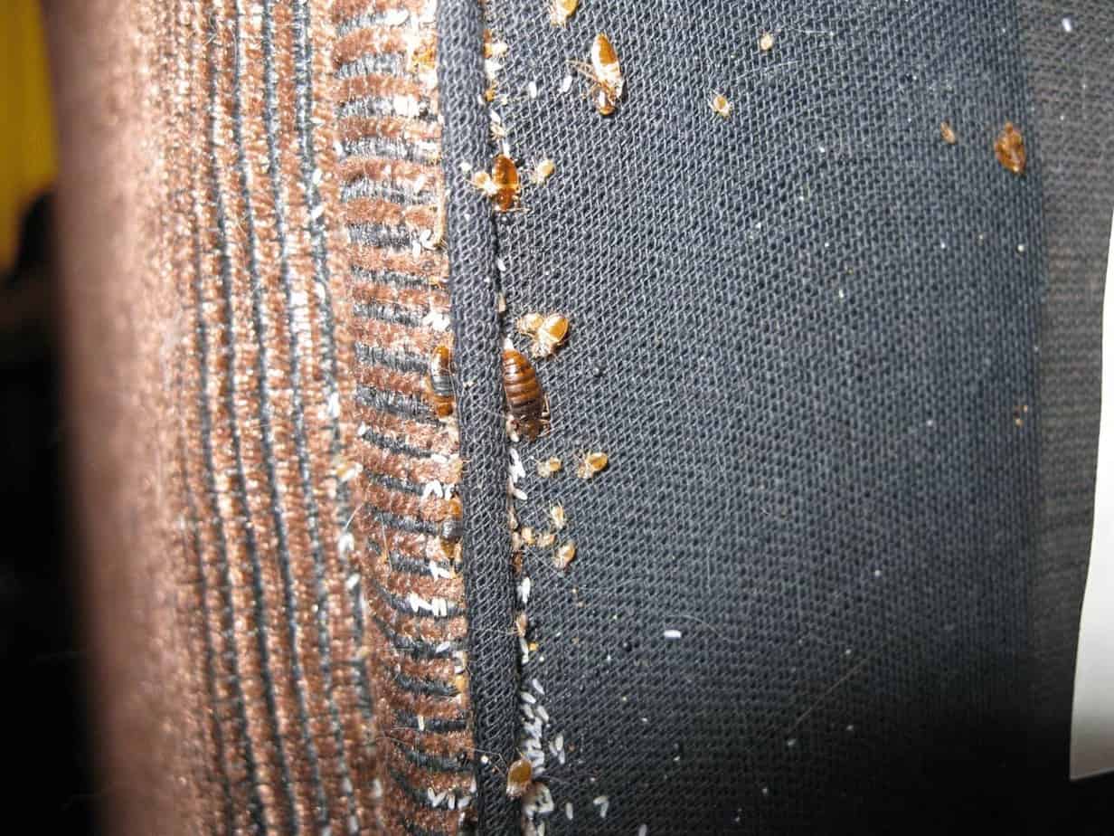 Bed bug larvae and adults in sofa stitches