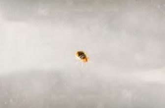 Bed bug on a bedbug glass