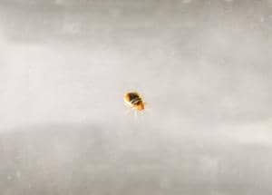 Bed bug on a bedbug glass