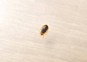 Bed bug on a glass