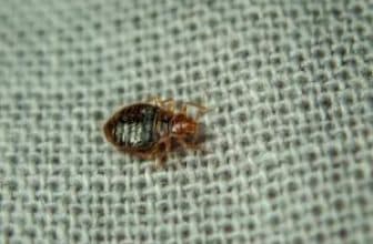 Bed bug on carpet