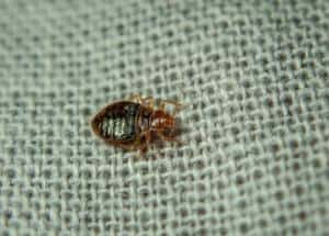 Bed bug on carpet