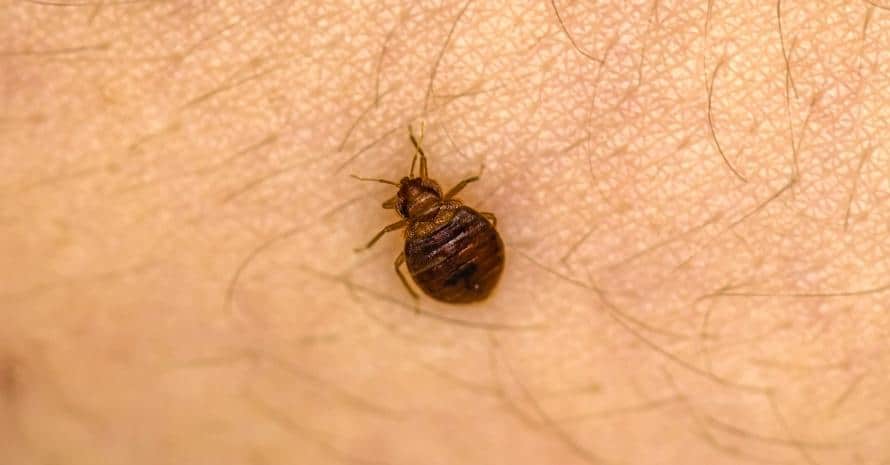 Bed bug on human skin