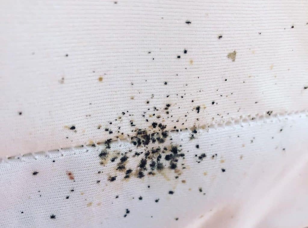 How to Get Rid of Bed Bugs: Control & Prevention Guide