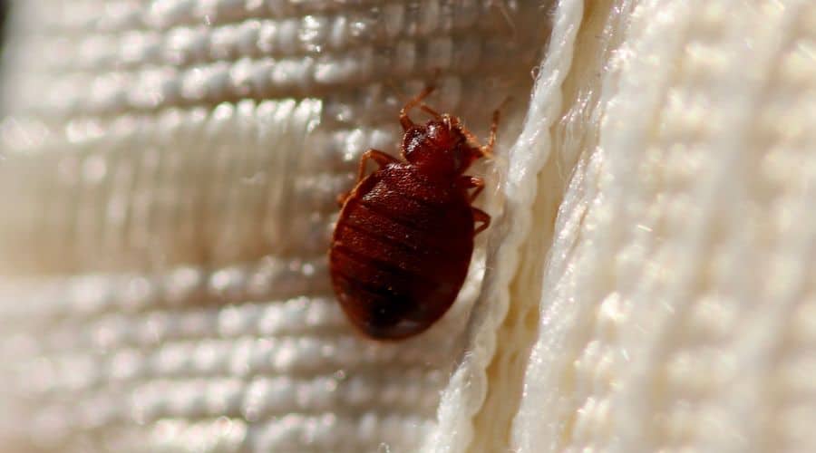 Bed bugs infestations