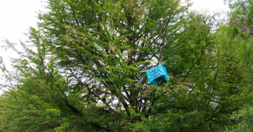 Bee Trap at tree