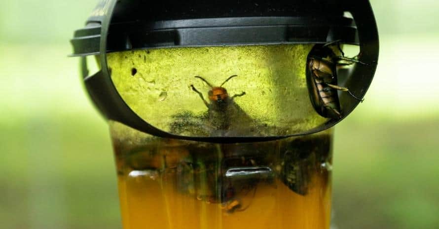 Bee in a jar trap