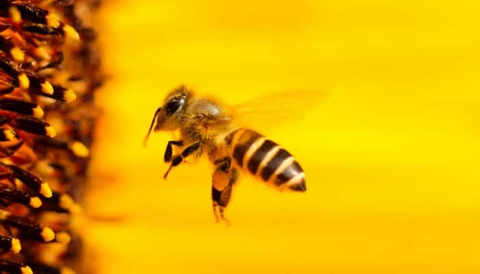 Bee near the sunflower