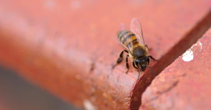 Bee on a brick wall