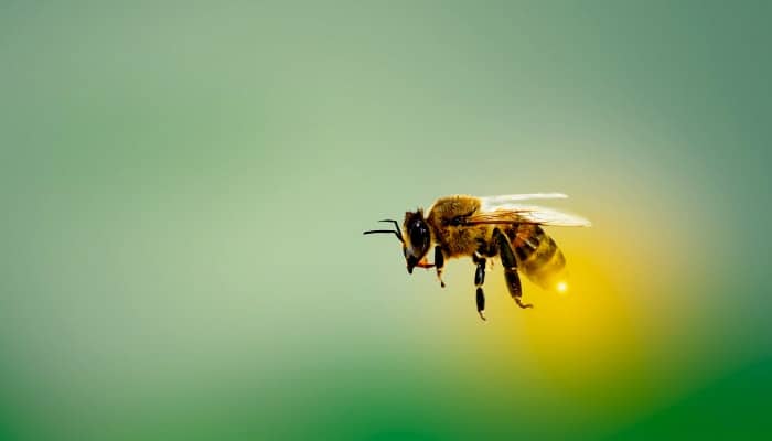 Bee on a green background