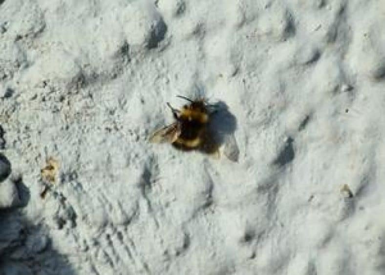 Bee on wall