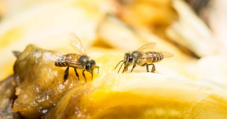 Bees at fruit