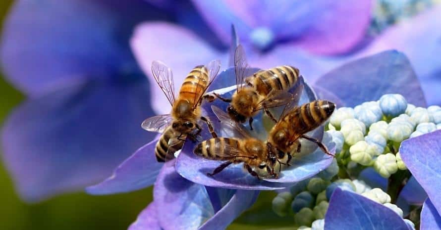 Bees on a hydrangea flower