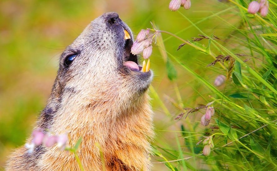 Best Groundhog Bait