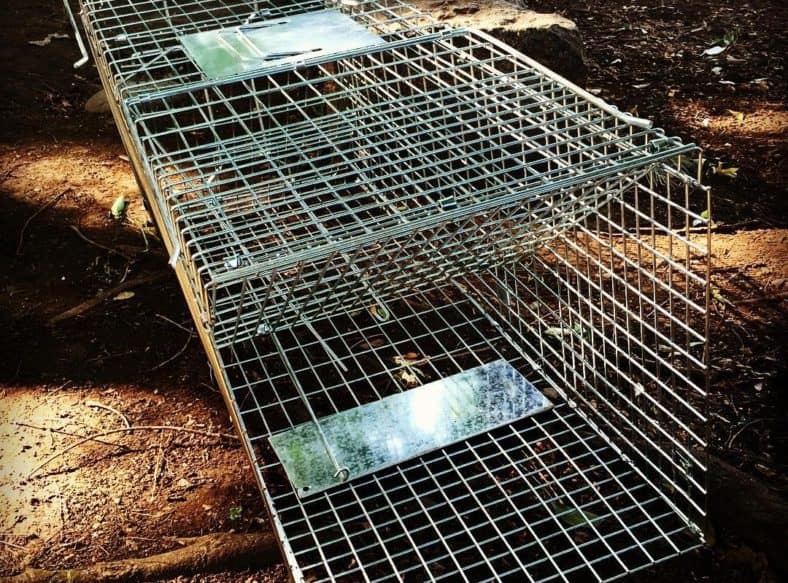 5 Best Groundhog Traps in 2024 [Detailed Reviews]