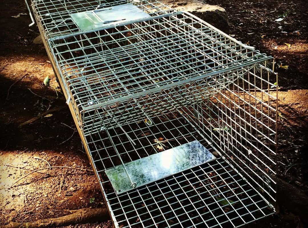 Best Groundhog Traps