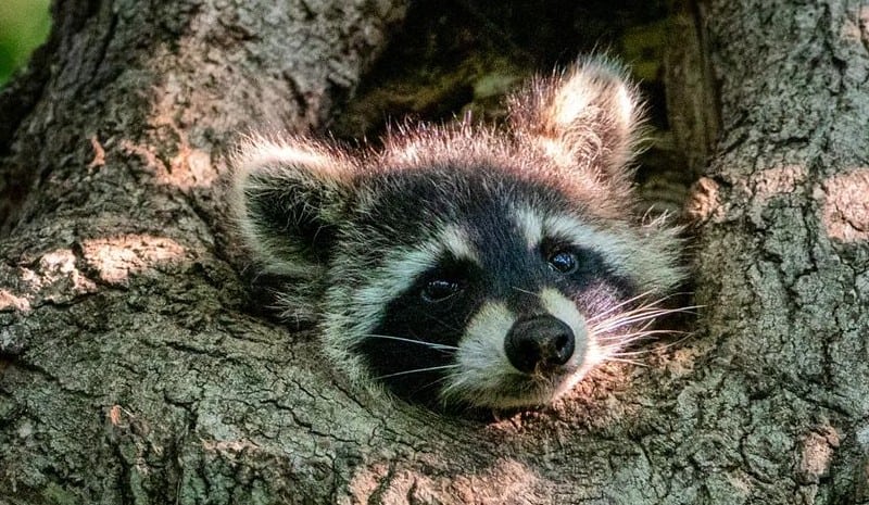 Best Raccoon Baits