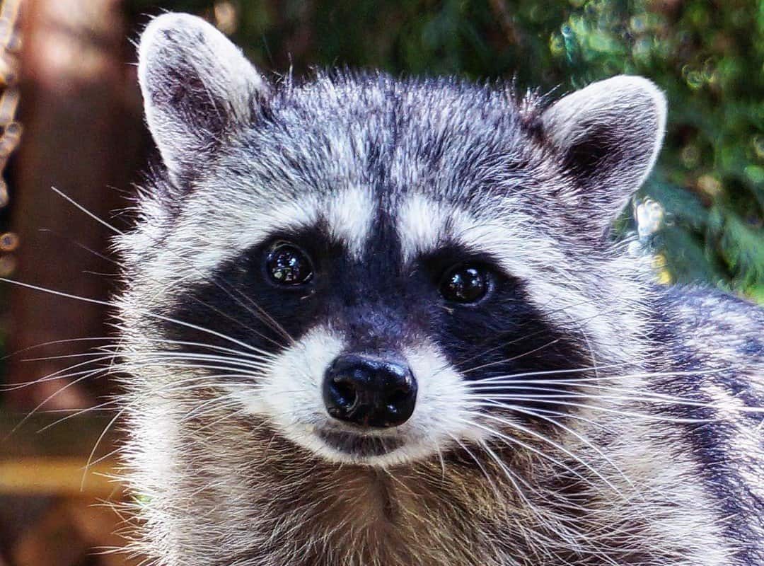 Best Raccoon Trap