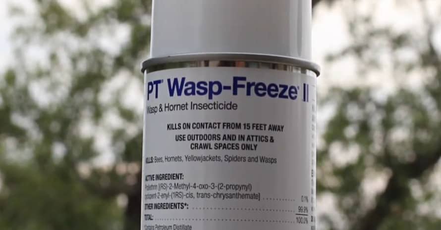 Best Solution for Direct Contact Wasp Freeze