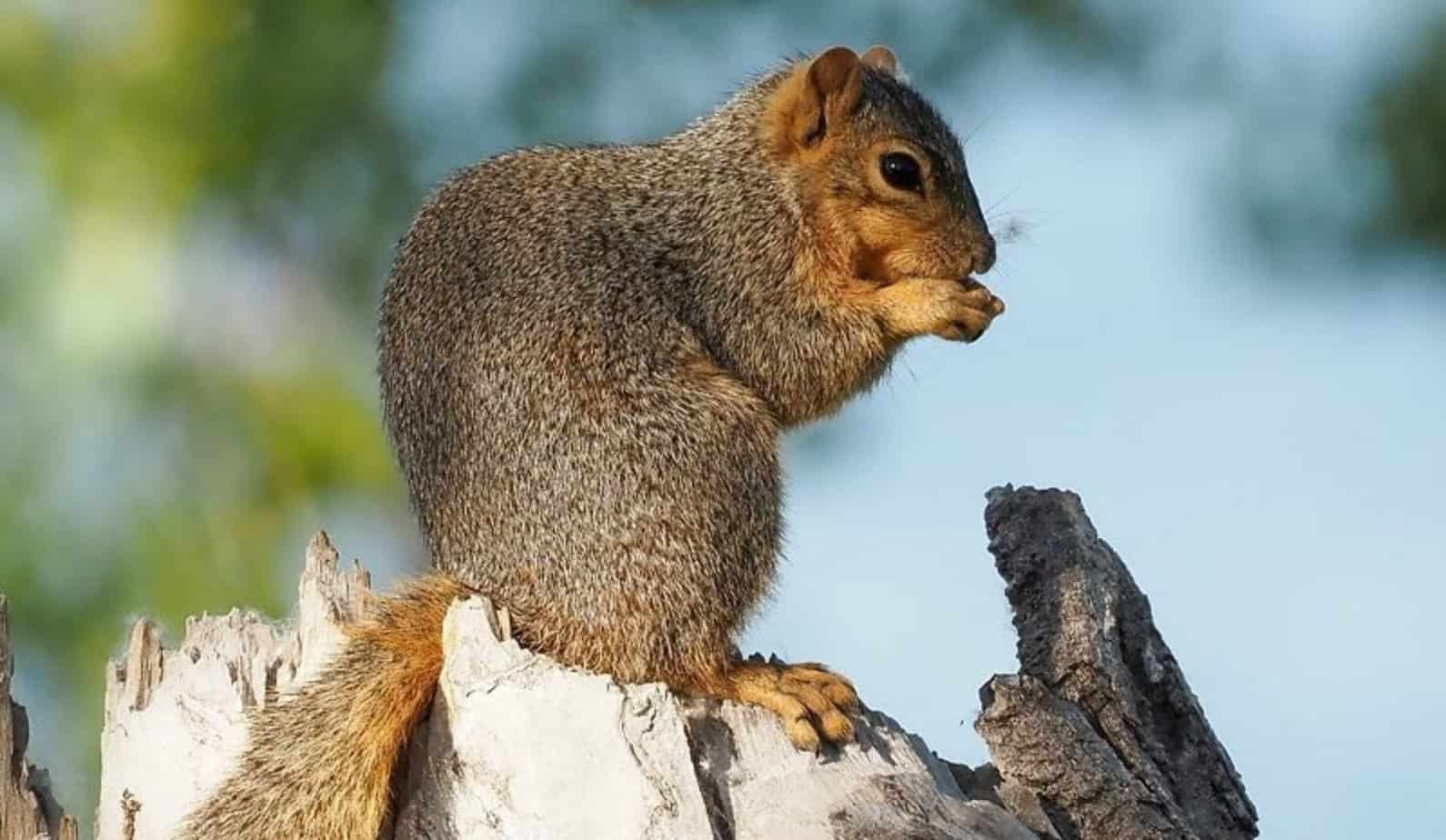 5 Best Squirrel Repellents In 2023 [Detailed Reviews]