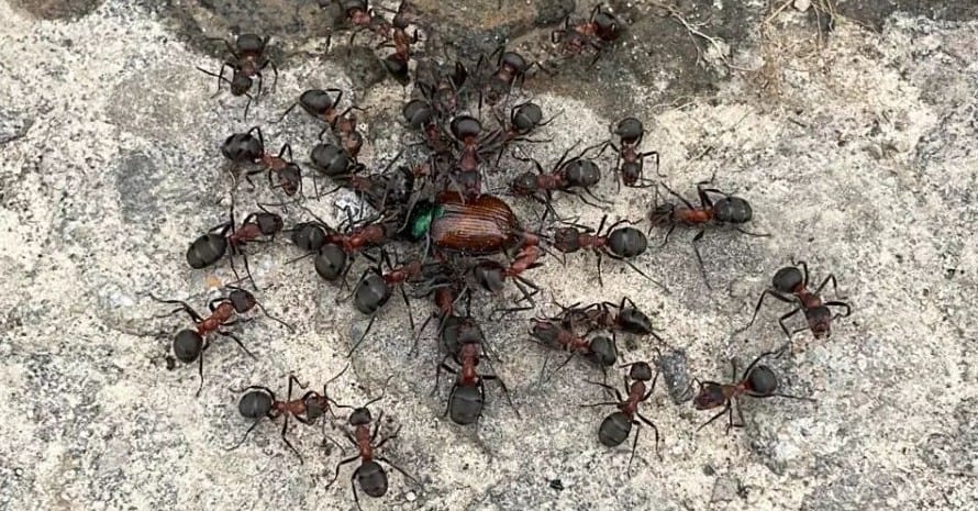 Best Ways of Getting Rid of Carpenter Ants