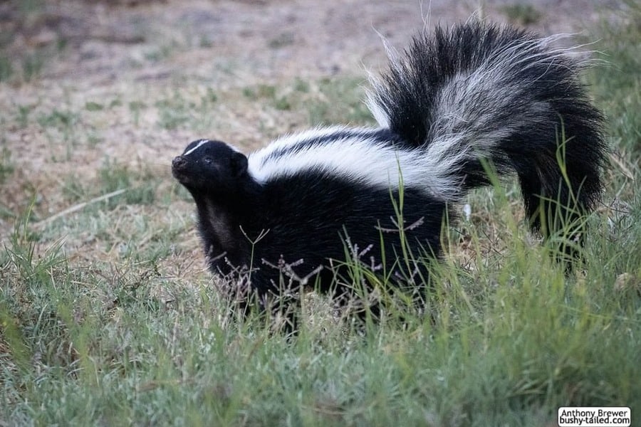 Curios Skunk