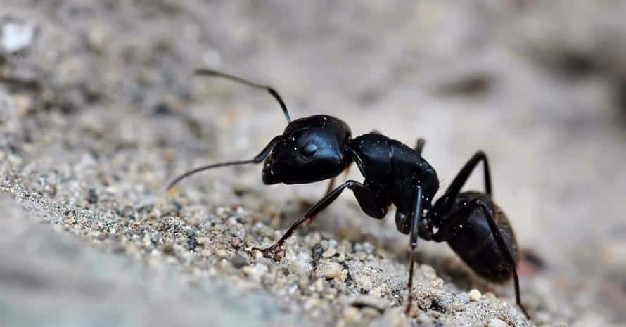 Big black ant on the sand
