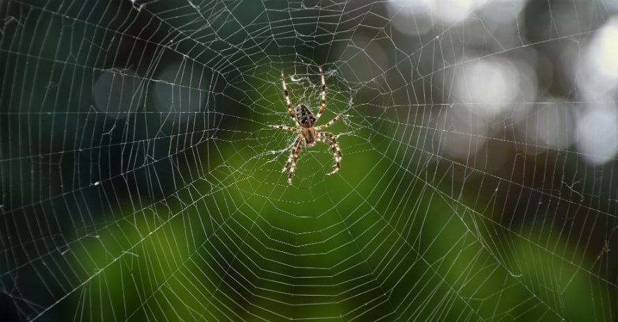 Big spider on a web