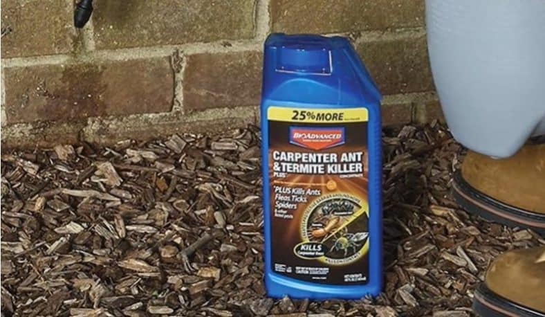 8 Best Carpenter Ant Killers in 2024 [Detailed Reviews]