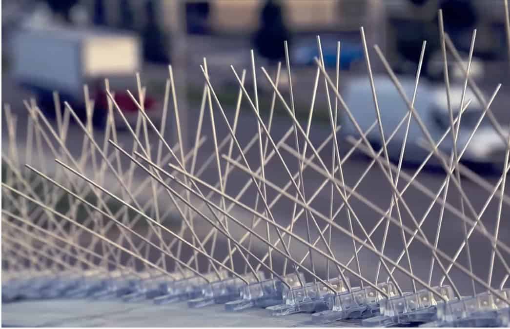 Bird-X Extra Wide 8-inch Stainless Steel Bird Spikes