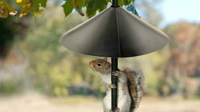 Black Squirrel Baffle with a Little Squirrel