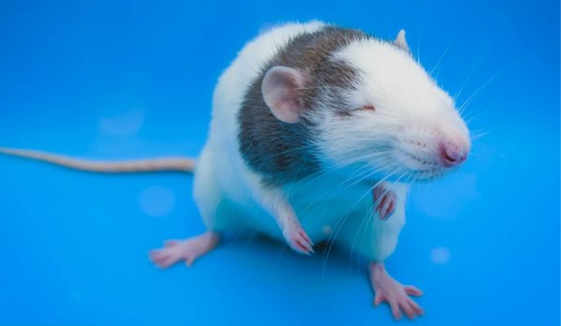 Rat on the blue background
