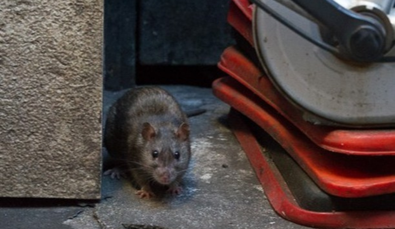 Rat in garage