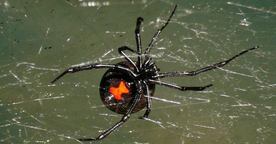 Black widow on a web