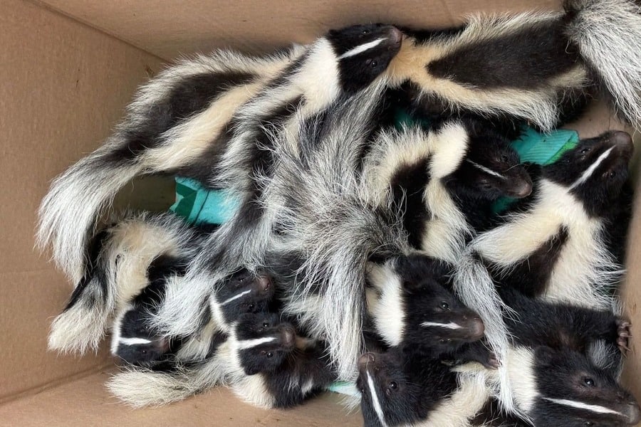 Many Skunks In A Box