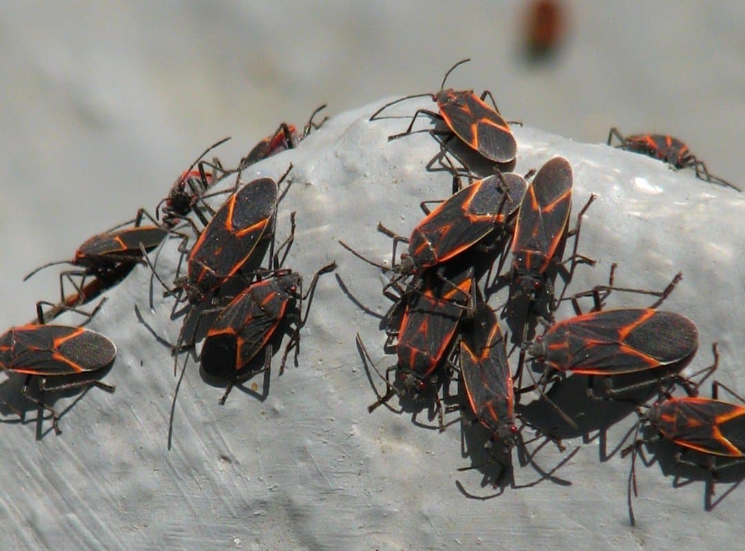 Boxelder bug damage