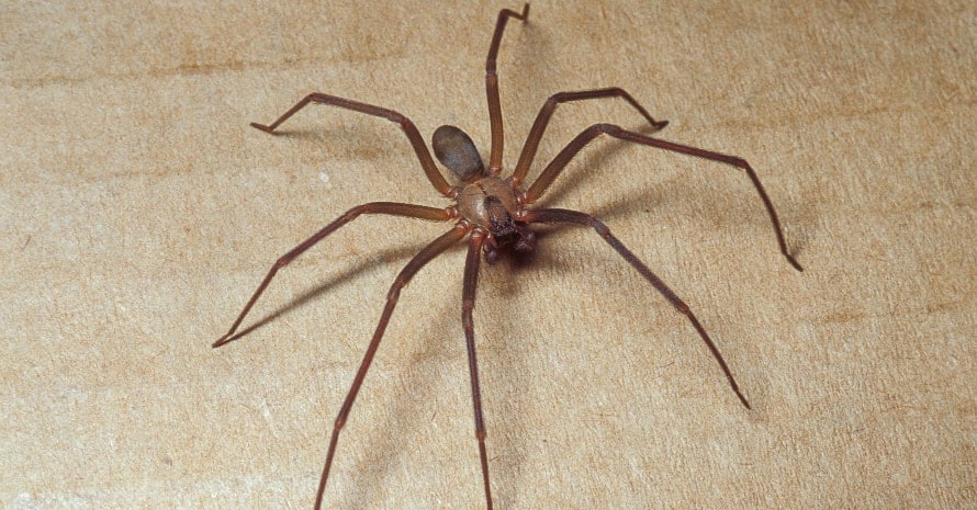 Brown Recluse Spiders