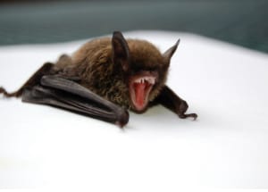 Brown and Black bat opening mouth