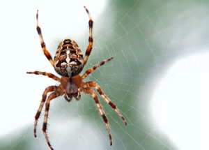Brown and Black spider Close-Up