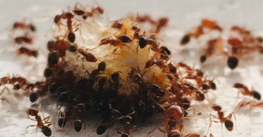 Brown and black ant on white surface