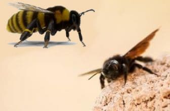Bumble Bee Vs Carpenter Bee