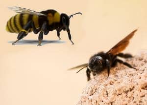 Bumble Bee Vs Carpenter Bee