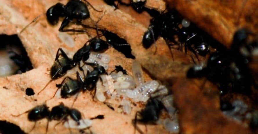 Carpenter Ant Colony with eggs