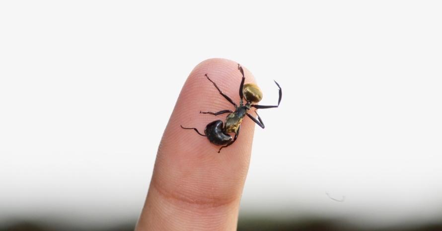 Carpenter Ants at finger