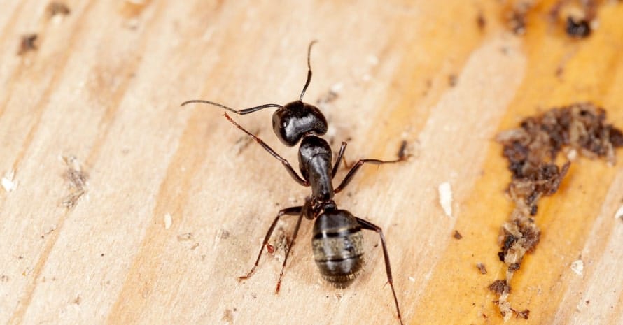 Carpenter Ants