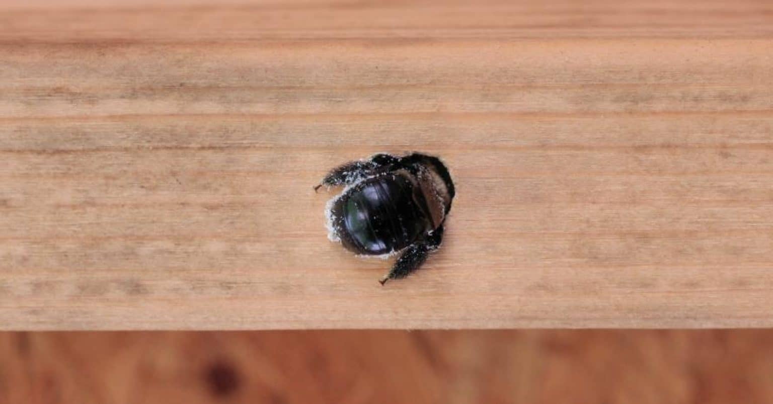 How To Make A Carpenter Bee Trap Step By Step Guide