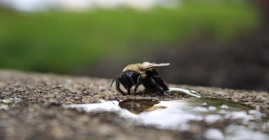 Carpenter Bee Sips Sugar Water