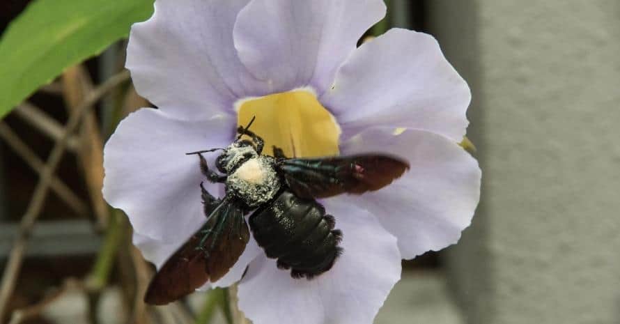 Carpenter Bee at fiolet flower